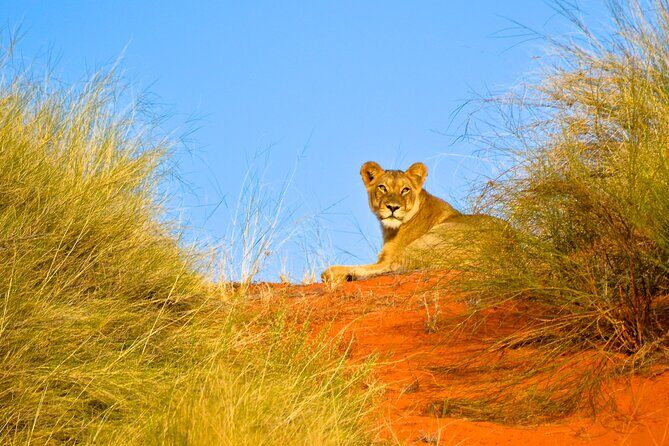 Hluhluwe Safari & Emdoneni Wild Cat Project Day Tour from Durban - FAQs