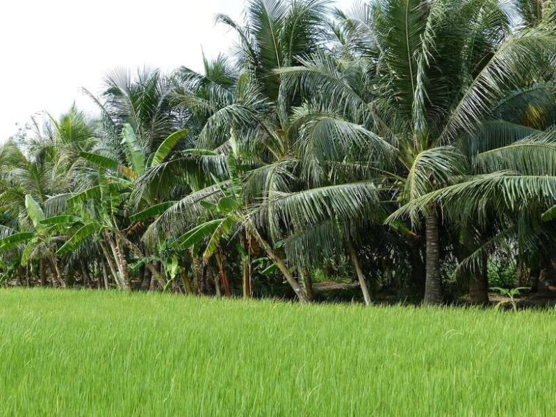 Ho Chi Minh City: Exploring The Flavors Of The Mekong Delta - A Close-up Look at Cottage Industries