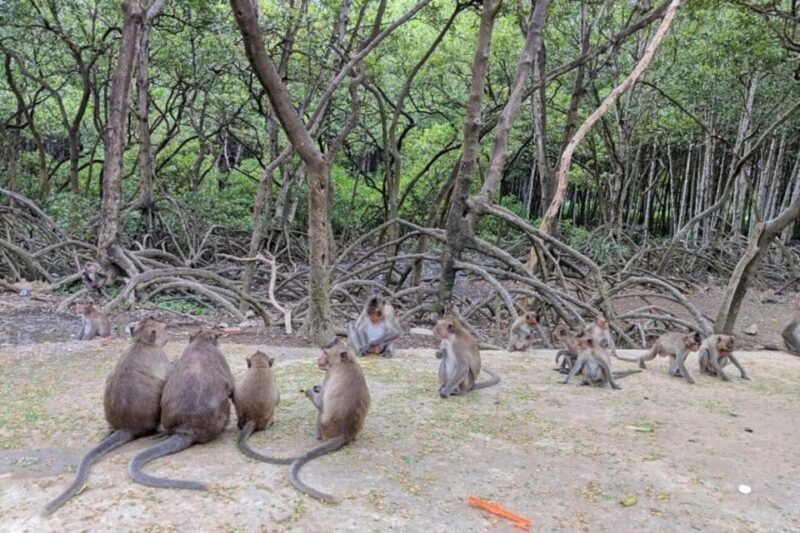 Ho Chi Minh: Explore Can Gio Mangrove Forest & Monkey Island - Monkey Island: The Main Attraction