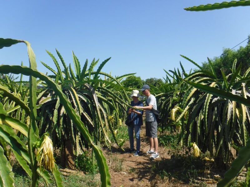Ho Coc Beach, Nature Reserve & Dragon Fruit Farm Day Tour - Returning to Ho Chi Minh City