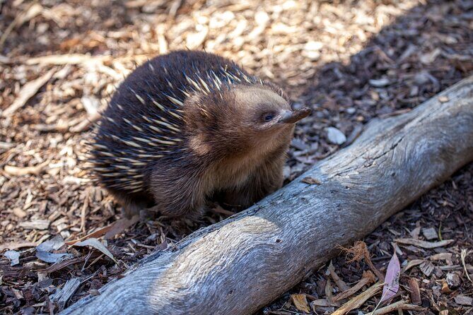 Hobart: 7hr Shore Excursion: Mt. Field, Russell Falls & Wildlife - An In-Depth Look at the Experience