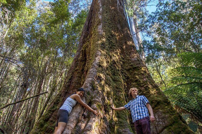Hobart: 7hr Shore Excursion: Mt. Field, Russell Falls & Wildlife - FAQs