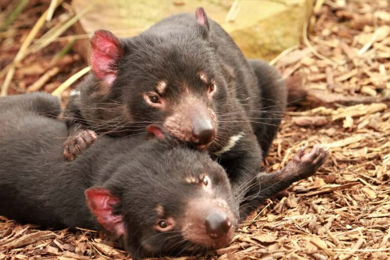 Hobart: Admission Ticket to Bonorong Wildlife Sanctuary - A Genuine Look at Bonorong Wildlife Sanctuary