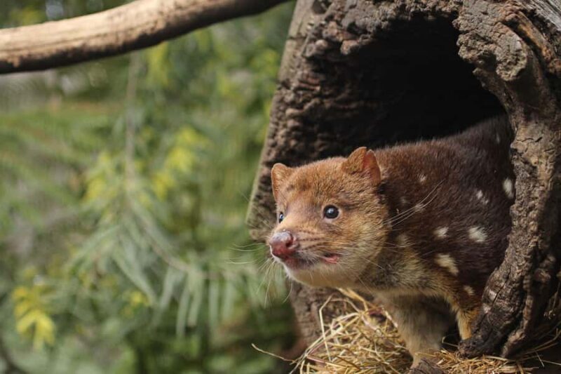 Hobart: Admission Ticket to Bonorong Wildlife Sanctuary - The Sum Up