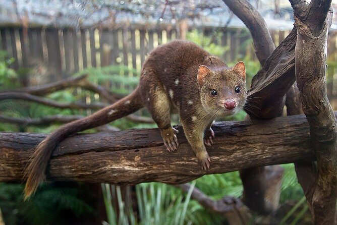 Hobart Adventurer Day Tour | Amazing Views & Native Wildlife - FAQ