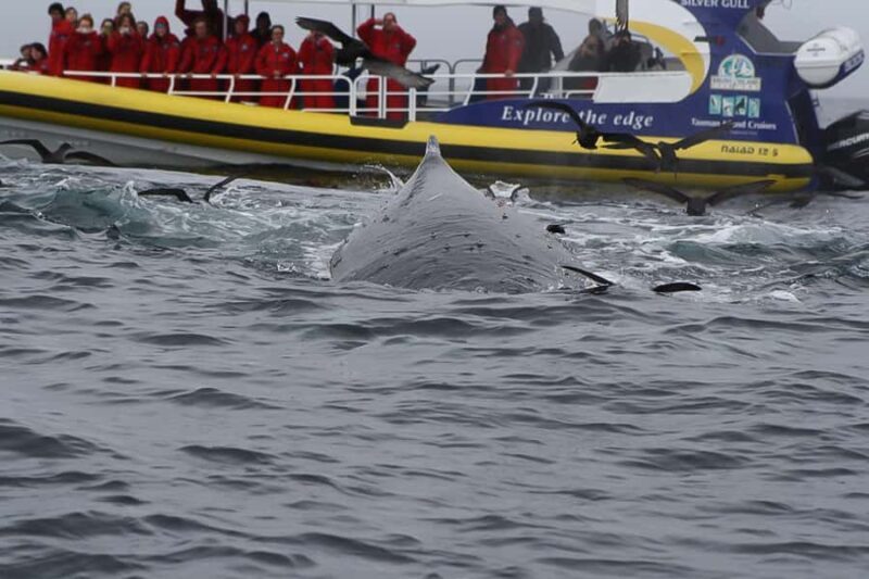 Hobart: Bruny Island Wilderness Coast Eco Cruise with Lunch - An In-Depth Look at the Tour Experience
