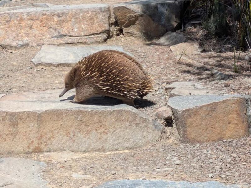 Hobart: Cape Hauy Hike - Who Would Love This Tour?