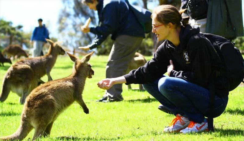 Hobart: Full-Day Bonorong Wildlife Sanctuary & Richmond Tour - The Guide and Group Experience
