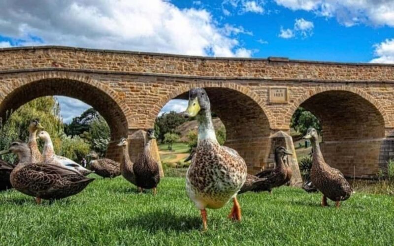 Hobart: Full-Day Bonorong Wildlife Sanctuary & Richmond Tour - Who Should Consider This Tour?
