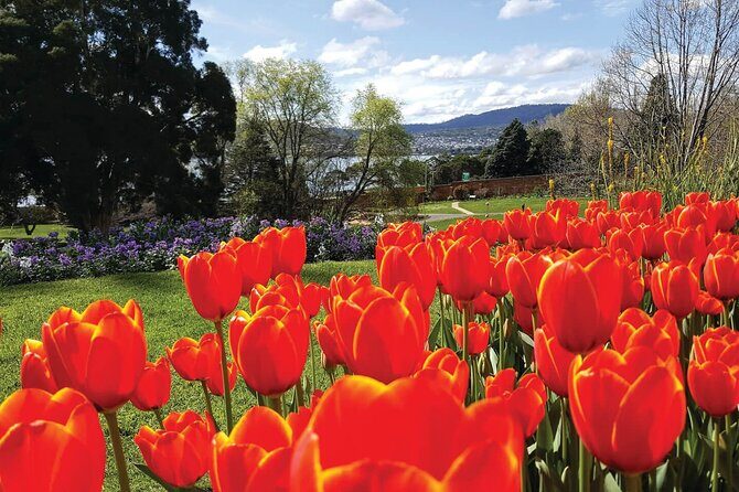 Hobart Half-Day Sightseeing City Tour - What to Expect from the Tour