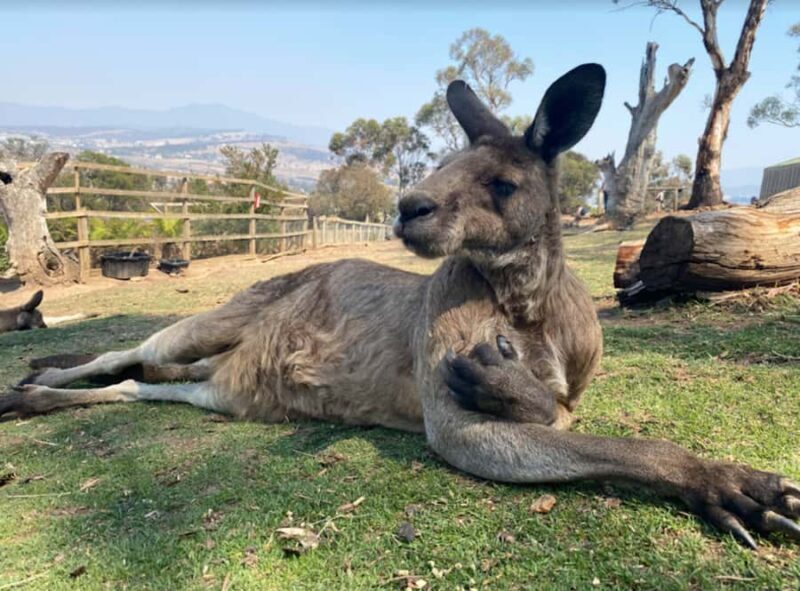 Hobart Highlights Day Tour - Frequently Asked Questions (FAQs)