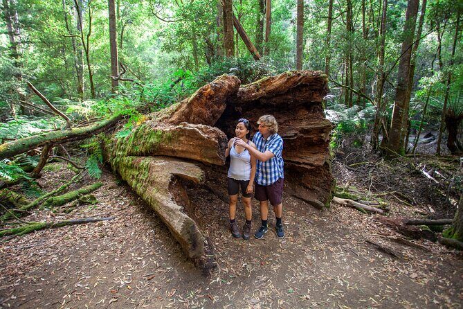 Hobart: Mt. Field, Mt Wellington & Wildlife - Active Day Tour - Who Should Book This Tour?