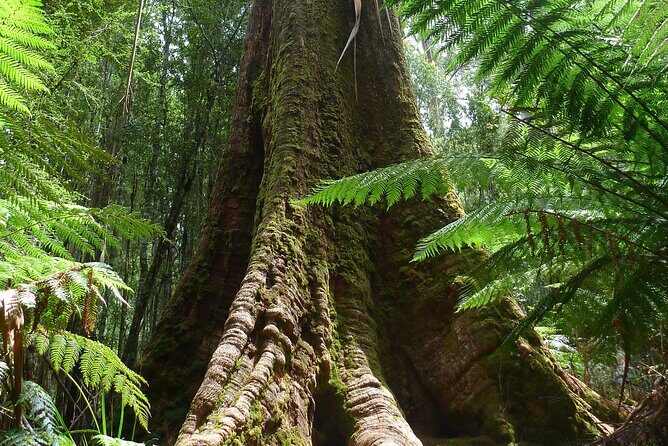 Hobart: Mt. Field, Mt Wellington & Wildlife - Active Day Tour - Who Should Book This Tour?
