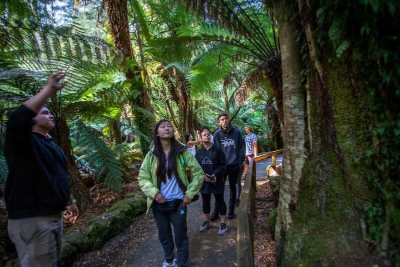 Hobart: Mt Field National Park & Wildlife Shore Excursion - Key Points