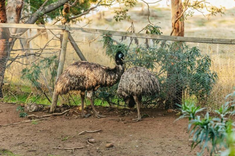 Hobart: Mt Wellington, Mt Field, Bonorong and Richmond Trip - Who Would Love This Tour?