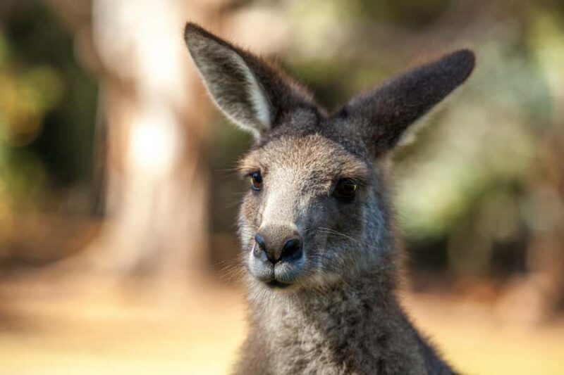 Hobart: Port Arthur, Richmond & Tassie Devil - Active Tour - FAQ