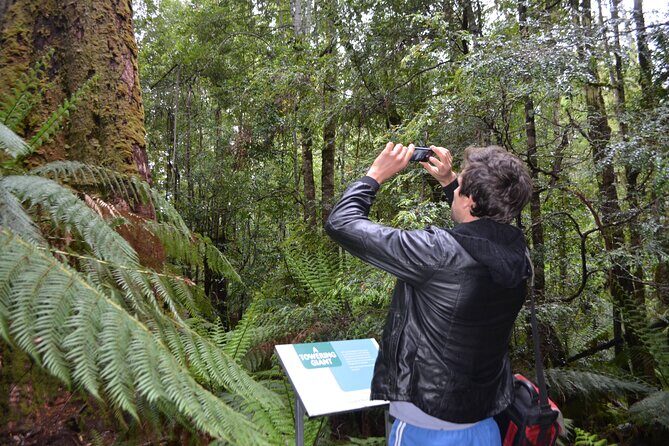 Hobart Shore Excursion Private Tour - An In-Depth Look at the Hobart Shore Excursion Private Tour