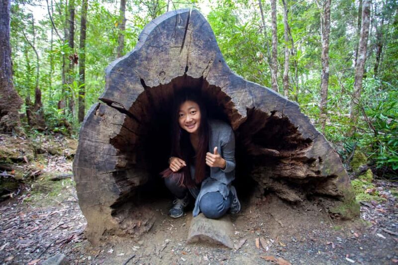 Hobart: Tahune Airwalk, Hastings Cave, Thermal Springs Tour - The Day’s Itinerary in Detail