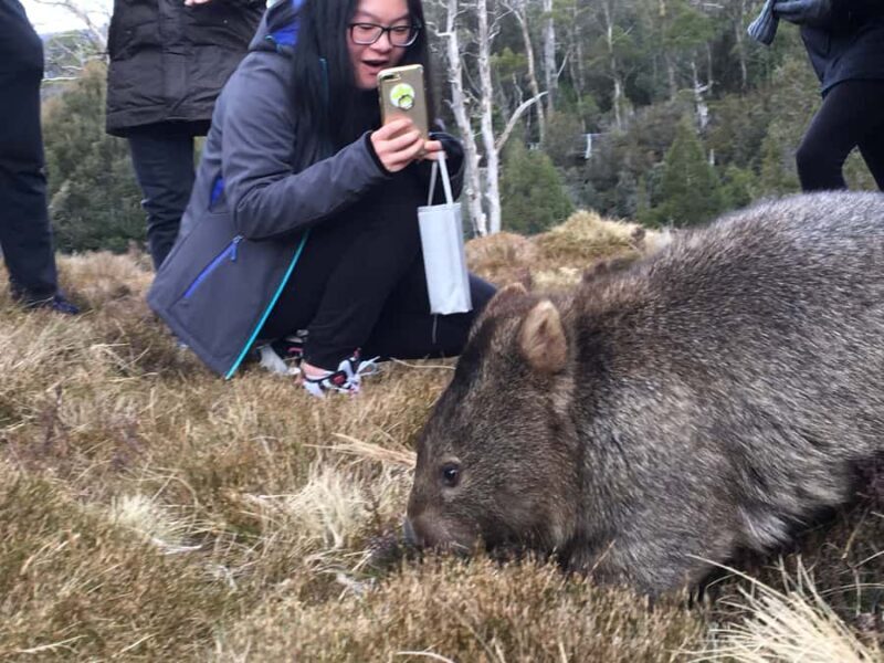 Hobart to Cradle Mountain to Launceston - Key Points