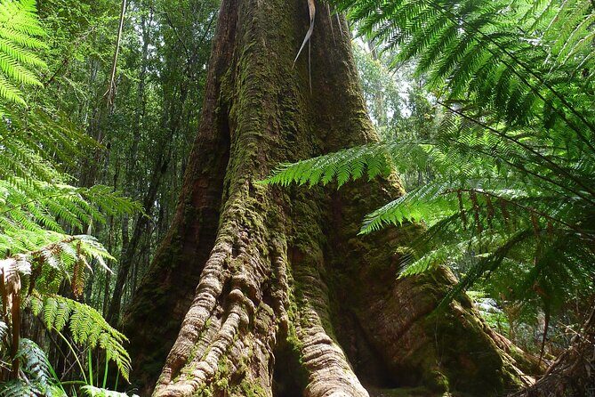 Hobart: Waterfalls, Wilderness & Wildlife - Active Day Tour - Final Thoughts: Is This Tour Right for You?