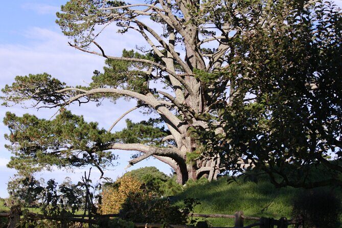 Hobbiton Afternoon Tour in Luxury Minibus from Auckland - Frequently Asked Questions