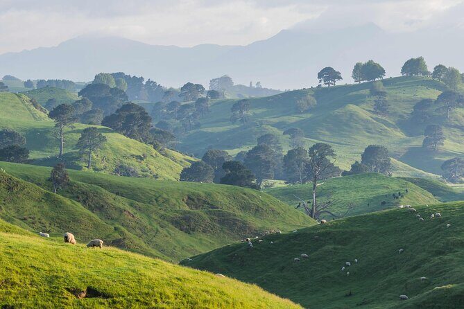 Hobbiton Movie Set Small Tour from Auckland - Practical Considerations