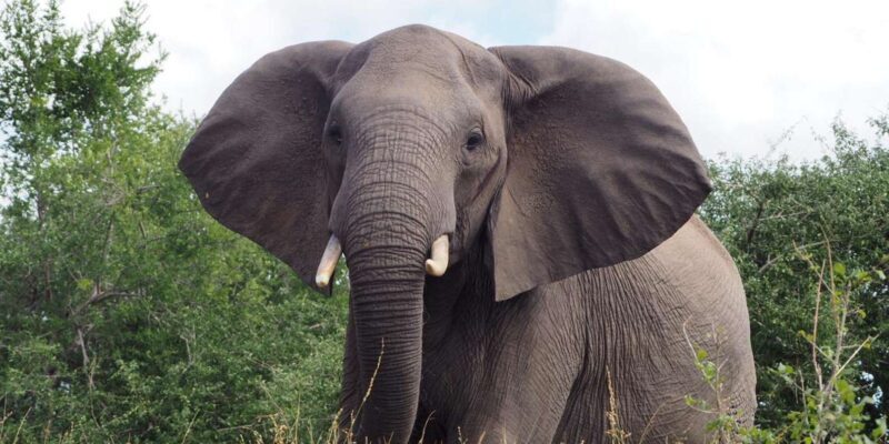 Hoedspruit: Dinner in the Bush & Safari Game Drive - Logistics and Practicalities