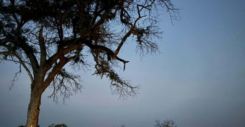 Hoedspruit: Dinner in the Bush & Safari Game Drive - Reviewing the Experience