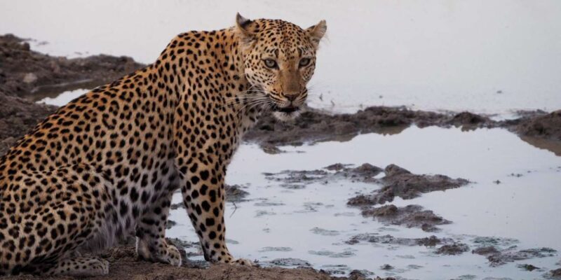 Hoedspruit: Dinner in the Bush & Safari Game Drive - Who Is This Tour Best For?