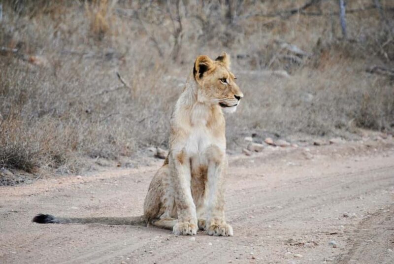 Hoedspruit: Evening Safari In Greater Kruger Private Reserve - The Experience’s Strengths