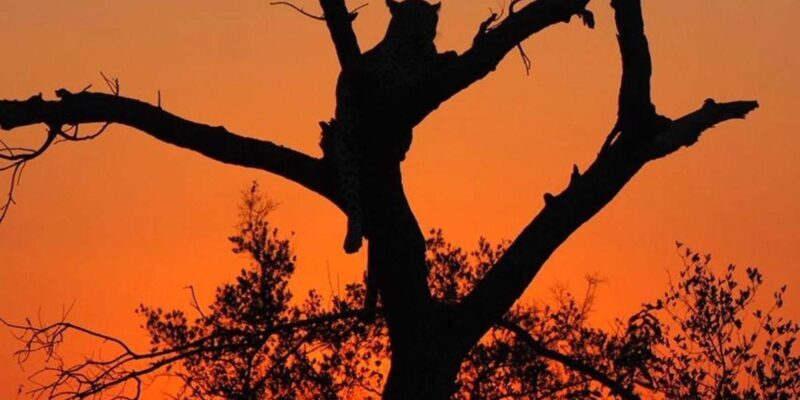 Hoedspruit: Evening Safari In Greater Kruger Private Reserve - Potential Drawbacks
