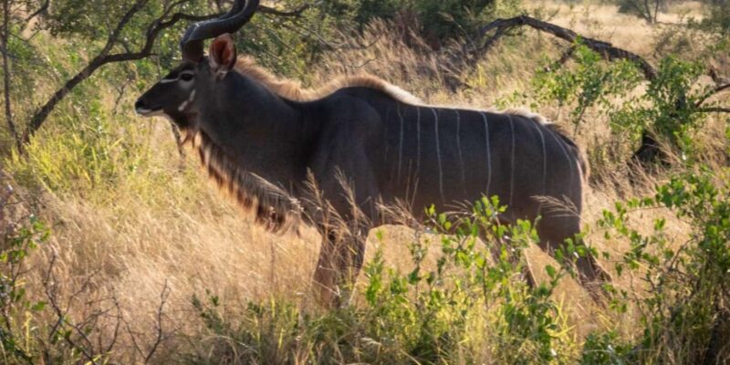 Hoedspruit: Evening Safari In Greater Kruger Private Reserve - The Sum Up: Is It Worth It?