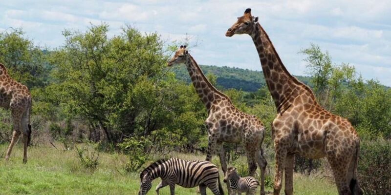 Hoedspruit: Evening Safari In Greater Kruger Private Reserve - FAQ