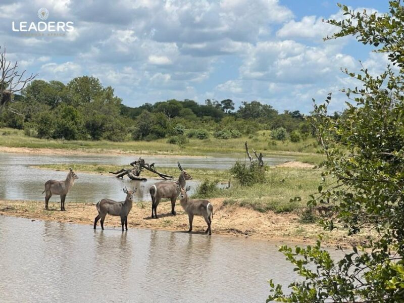 Hoedspruit: Private Kruger National Park Full-Day Safari - Key Points