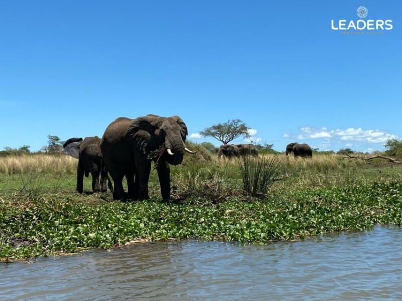Hoedspruit: Private Kruger National Park Full-Day Safari - A Sensory Feast in Kruger National Park