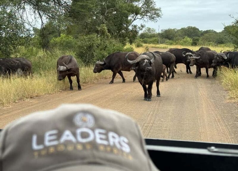 Hoedspruit: Private Kruger National Park Full-Day Safari - Practical Tips for Your Safari