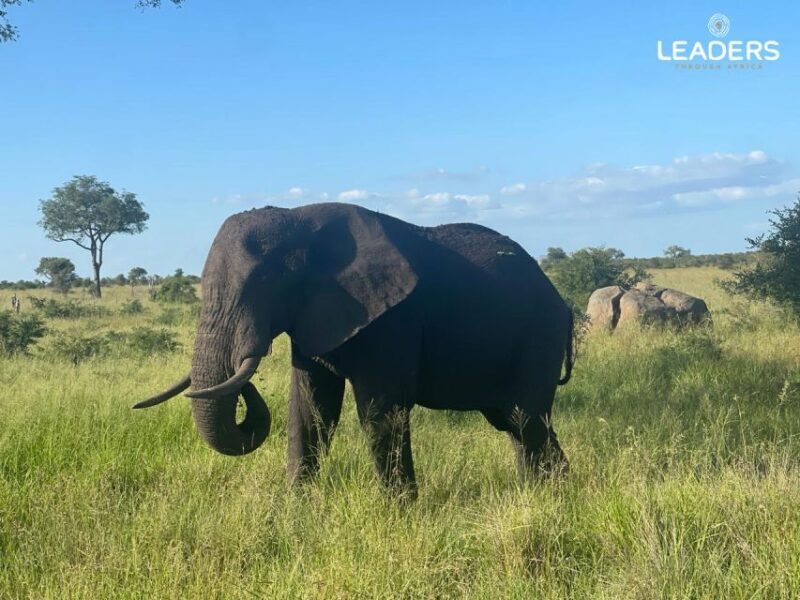 Hoedspruit: Private Kruger National Park Full-Day Safari - FAQ