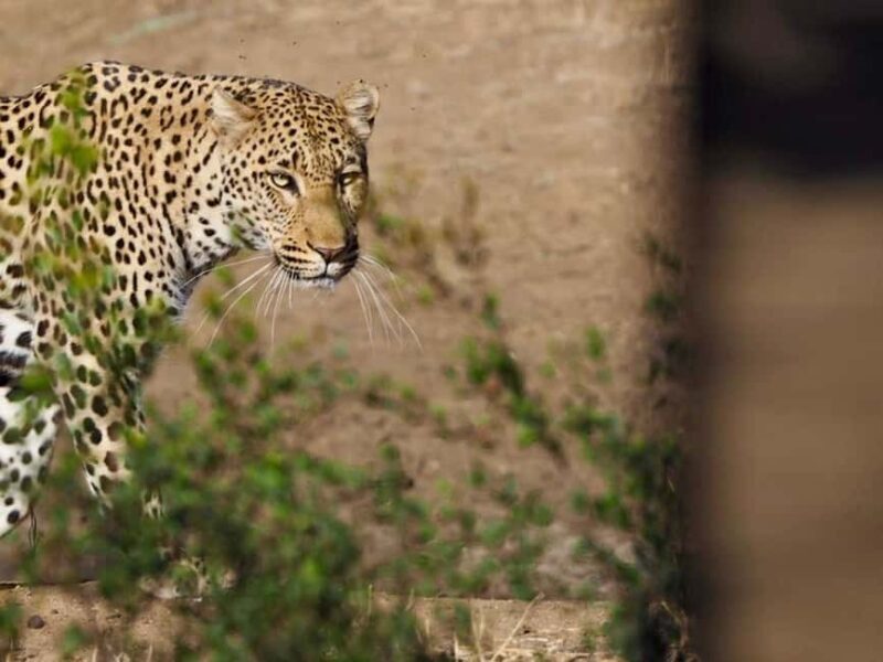 Hoedspruit: Sunrise Safari in Greater Kruger Private Reserve - Hoedspruit: Sunrise Safari in Greater Kruger Private Reserve