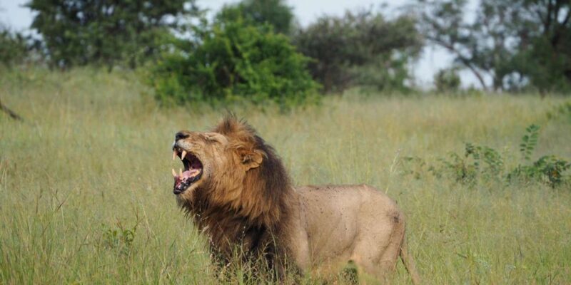 Hoedspruit: Sunrise Safari in Greater Kruger Private Reserve - The Scenic Drive and Wildlife Encounters