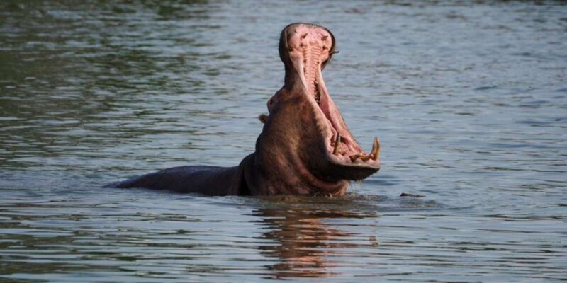 Hoedspruit: Sunrise Safari in Greater Kruger Private Reserve - Authentic Experiences and Guide Highlights