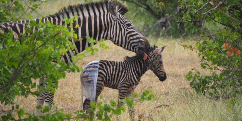 Hoedspruit: Sunrise Safari in Greater Kruger Private Reserve - Who Will Love This Safari?