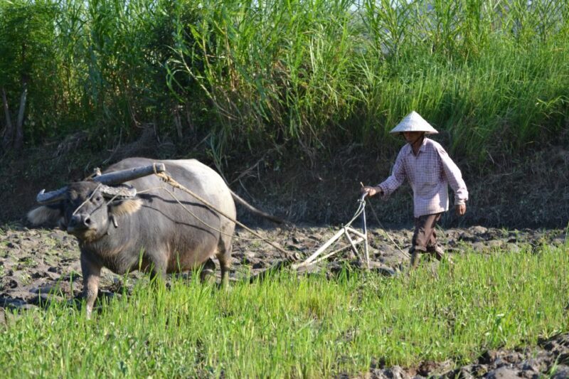 Hoi An Countryside Bicycle Tour : 25 Km Real Vietnam - The Sum Up