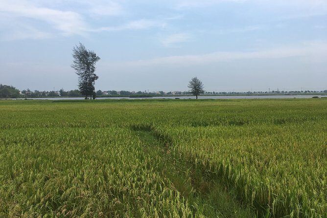 Hoi An countryside biking tour, water buffalo+ basket boat ride - What You Can Expect from the Tour Experience
