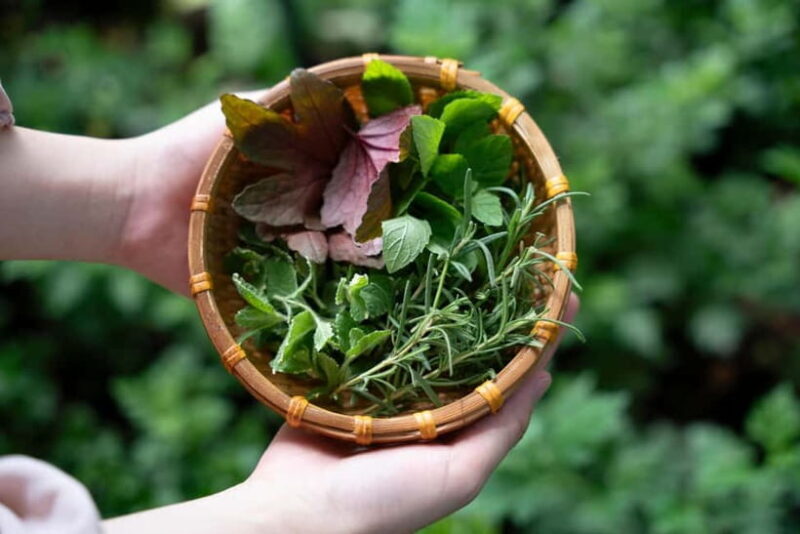 Hoi An Hidden Gem: Vietnamese Coffee Making x Local Herbal - Who Will Love This Tour?