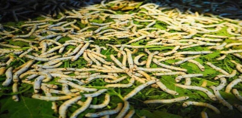 Hoi An: Silk Process, Lantern Making Workshop & Local Food - The Sum Up