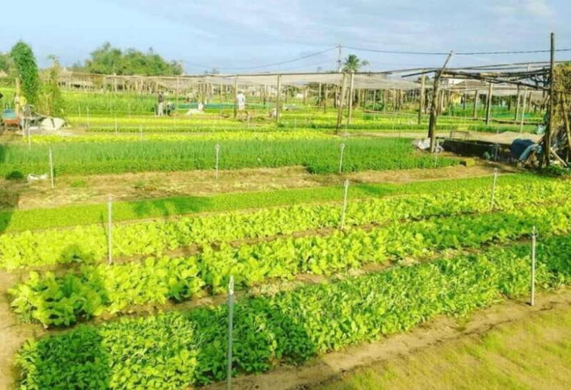 Hoi An: Tra Que Herb Village Cooking Class - A Fun and Relaxed Atmosphere