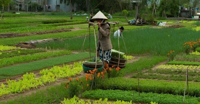 HOIAN: LANTERN MAKINGFARMER AT TRA QUE SMALL GROUP - Key Points