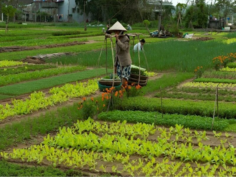 HOIAN: LANTERN MAKINGFARMER AT TRA QUE SMALL GROUP - Who Should Consider This Tour?