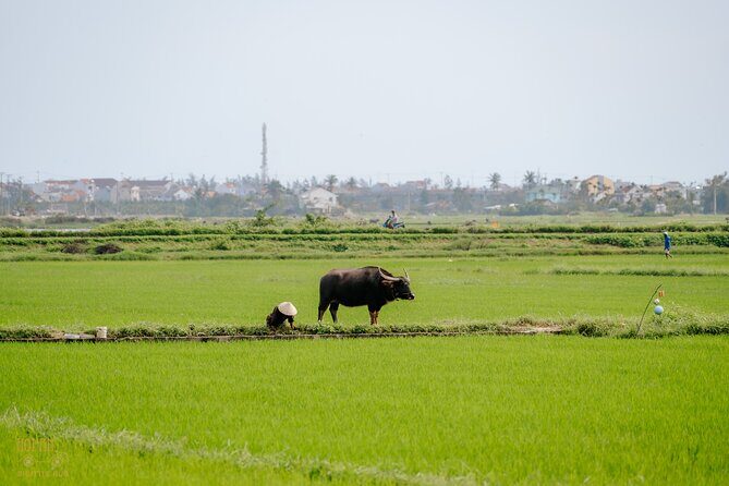 HoiAnGO Experience Local Life: Countryside by Electric Car - Final Recommendation