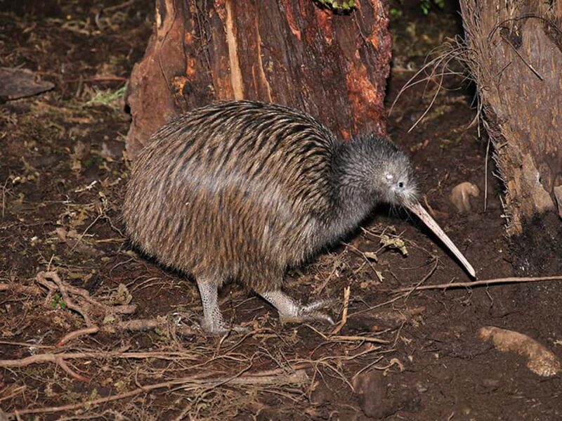 Hokitika: The National Kiwi Centre Tickets - What Makes the National Kiwi Centre Stand Out?
